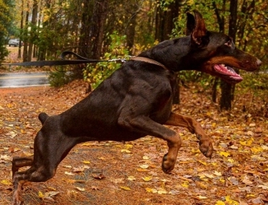 AKC Full Euro AKC Full Euro Doberman Pinscher