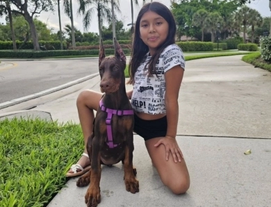 AKC Full Euro AKC Full Euro Doberman Pinscher