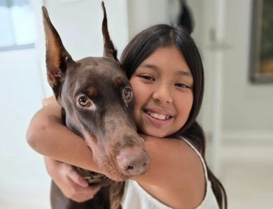 AKC Full Euro AKC Full Euro Doberman Pinscher