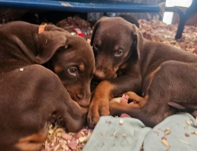 AKC Full Euro AKC Full Euro Doberman Pinscher