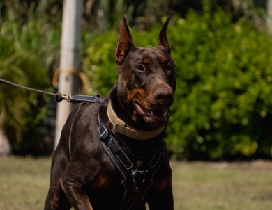 AKC Full Euro AKC Full Euro Doberman Pinscher