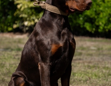 AKC Full Euro AKC Full Euro Doberman Pinscher