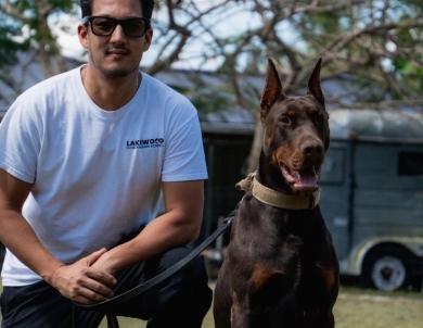 AKC Full Euro AKC Full Euro Doberman Pinscher