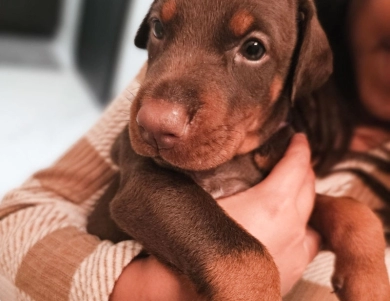 AKC Full Euro AKC Full Euro Doberman Pinscher