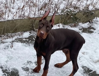 AKC Full Euro AKC Full Euro Doberman Pinscher