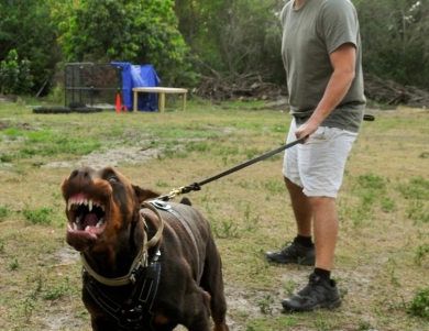 AKC Full Euro AKC Full Euro Doberman Pinscher