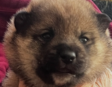 Addie Alpha Boy 1 Addie Alpha Boy 1 Shiba Inu