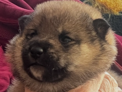 Addie Alpha Boy 1 Addie Alpha Boy 1 Shiba Inu