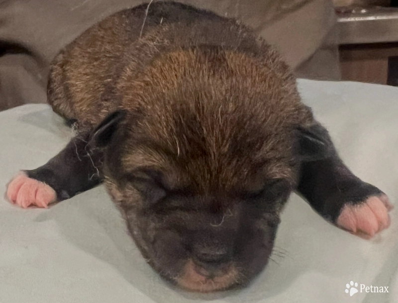 Addie Alpha Boy 1 Shiba Inu