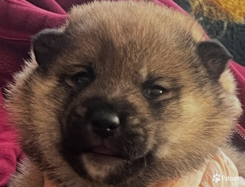 Addie Alpha Boy 1 Shiba Inu