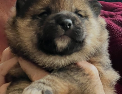 Addie Alpha Boy 1 Addie Alpha Boy 1 Shiba Inu