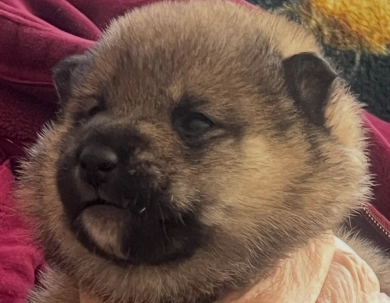 Addie Alpha Boy 1 Addie Alpha Boy 1 Shiba Inu