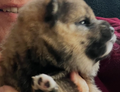 Addie Alpha Boy 1 Addie Alpha Boy 1 Shiba Inu