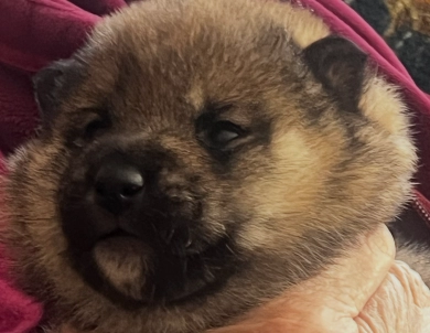 Addie Alpha Boy 1 Addie Alpha Boy 1 Shiba Inu