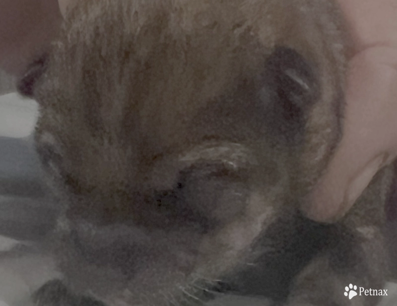 Addie Alpha Girl 2 Shiba Inu