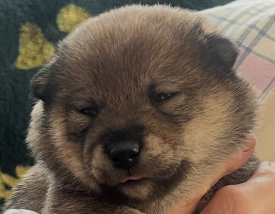 Addie Alpha Girl 2 Shiba Inu