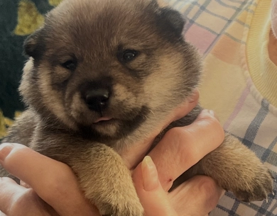 Addie Alpha Girl 2 Shiba Inu