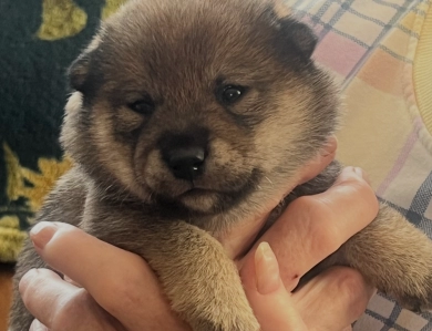 Addie Alpha Girl 2 Shiba Inu