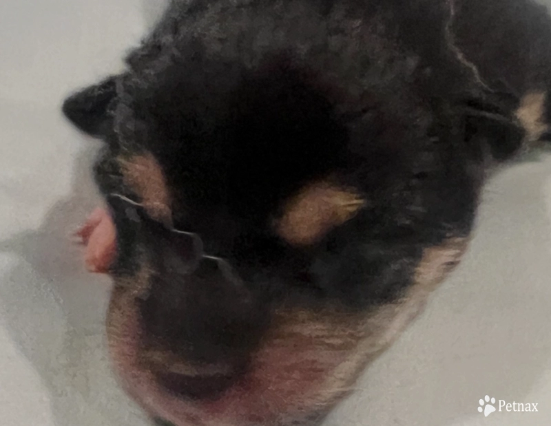 Addie Alpha Girl 3 Shiba Inu