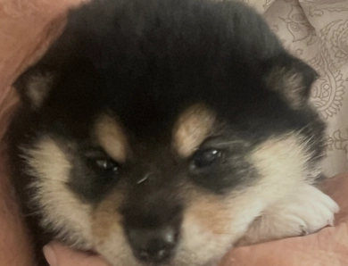 Addie Alpha Girl 3 Shiba Inu