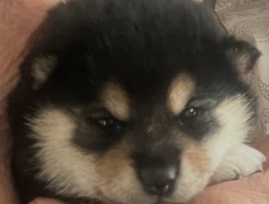 Addie Alpha Girl 3 Shiba Inu