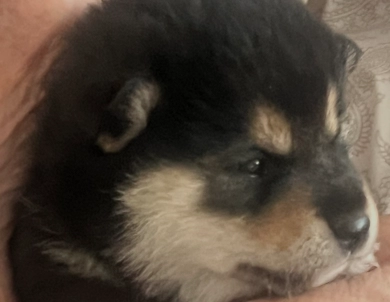 Addie Alpha Girl 3 Shiba Inu