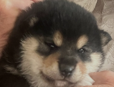 Addie Alpha Girl 3 Shiba Inu