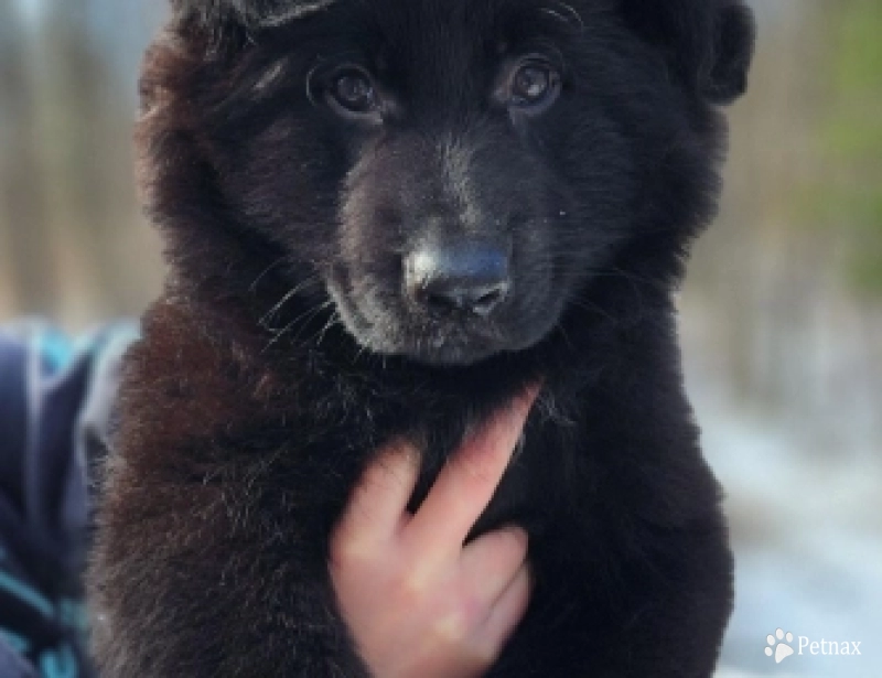Bear German Shepherd