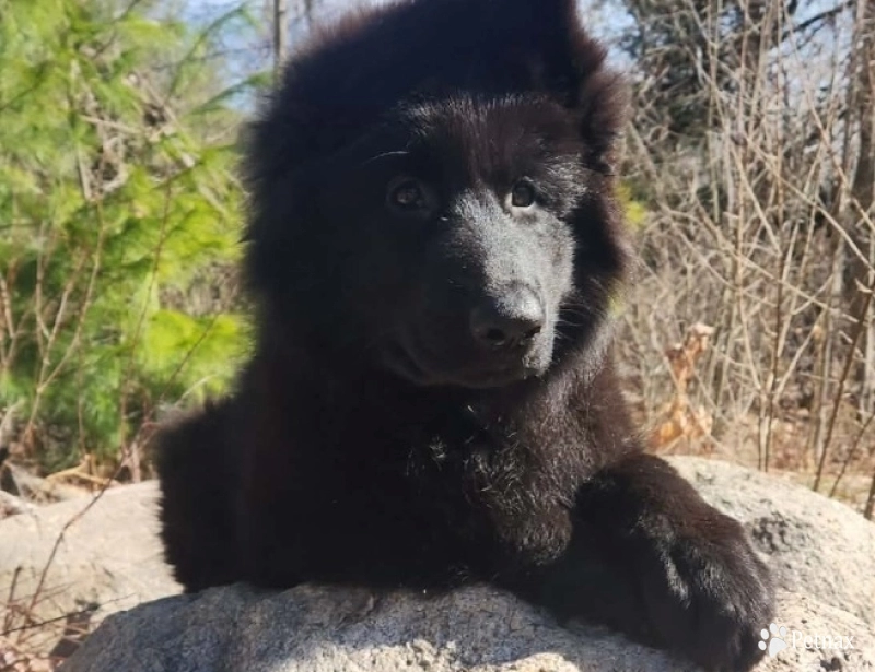 Sadie German Shepherd