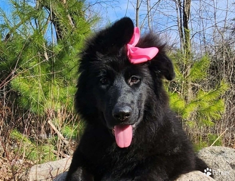 Sadie German Shepherd