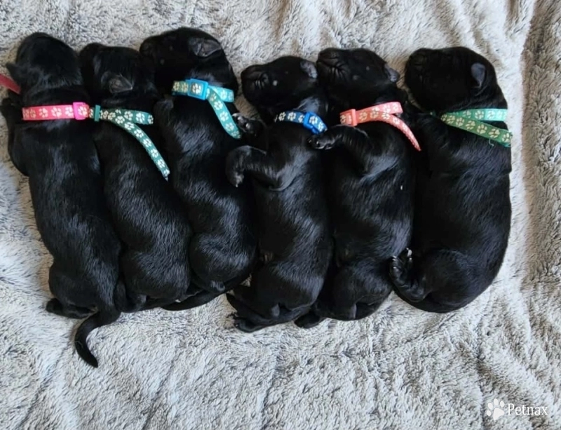 Mrs. Pink German Shepherd