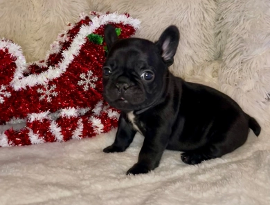 Onyx  French Bulldog
