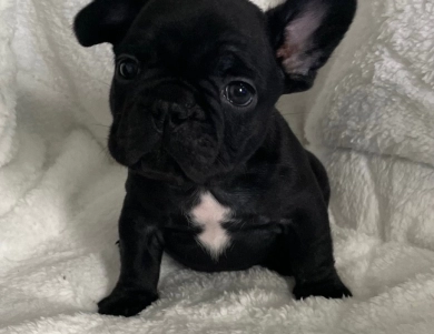 Onyx  French Bulldog