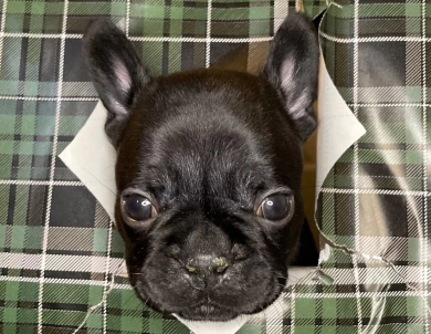 Onyx  French Bulldog
