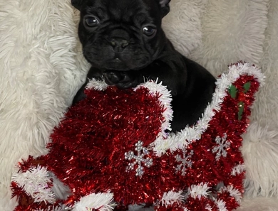 Onyx  French Bulldog