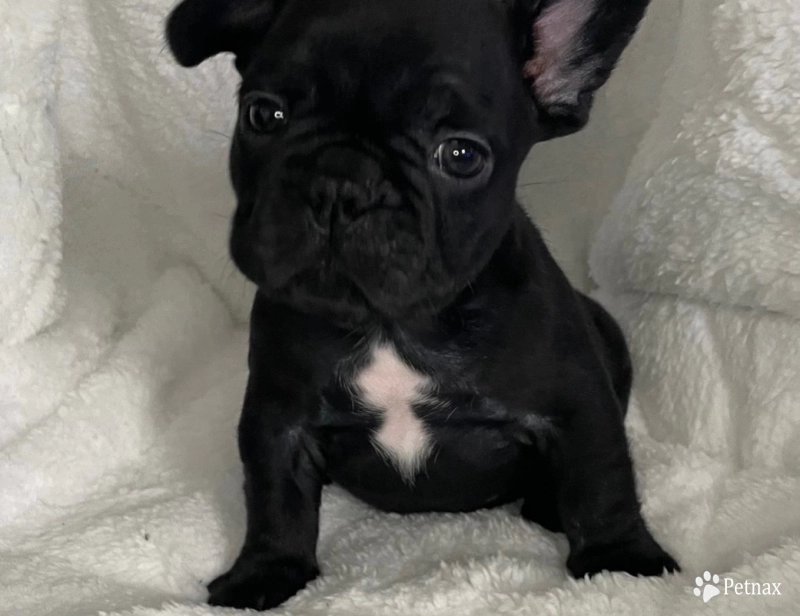 Onyx  French Bulldog