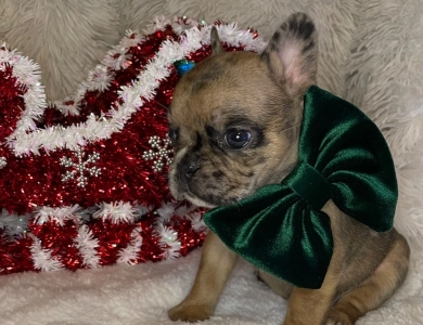 Steele  French Bulldog