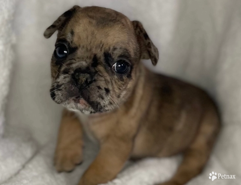 Steele  French Bulldog