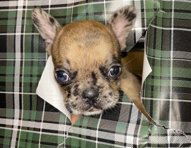 Steele  French Bulldog