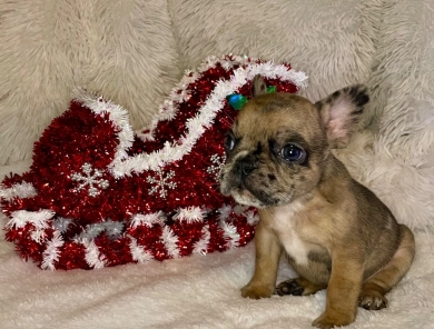 Steele  French Bulldog