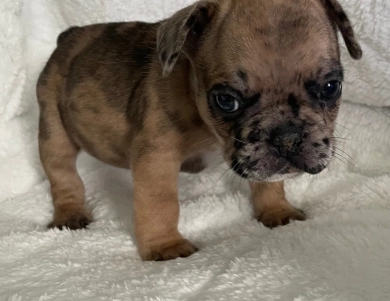 Steele  French Bulldog