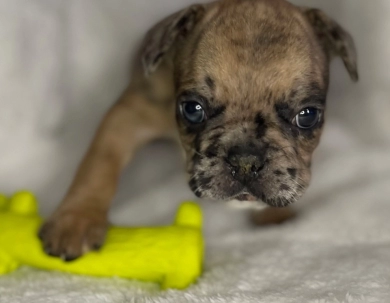 Steele  French Bulldog