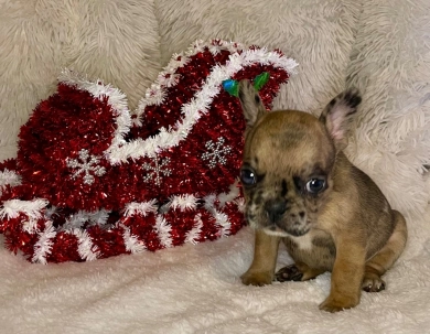 Steele  French Bulldog