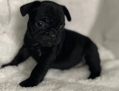 Opalite  French Bulldog