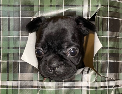 Opalite  French Bulldog