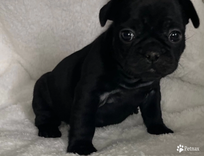 Opalite  French Bulldog