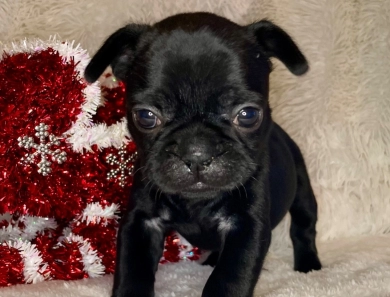 Opalite  French Bulldog