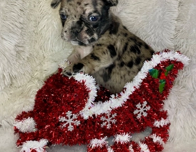 Skye  French Bulldog