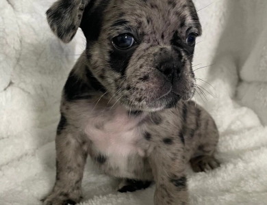 Skye  French Bulldog