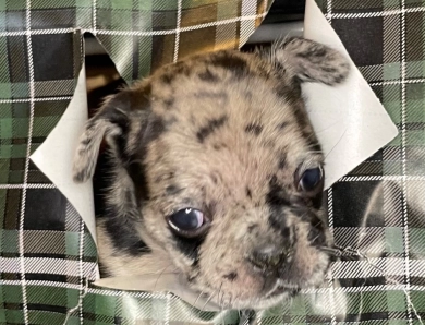 Skye  French Bulldog